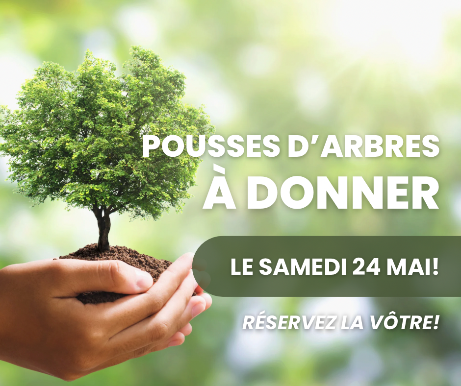 Pousse d’arbre GRATUITE