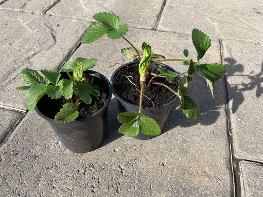 Plant de fraisier