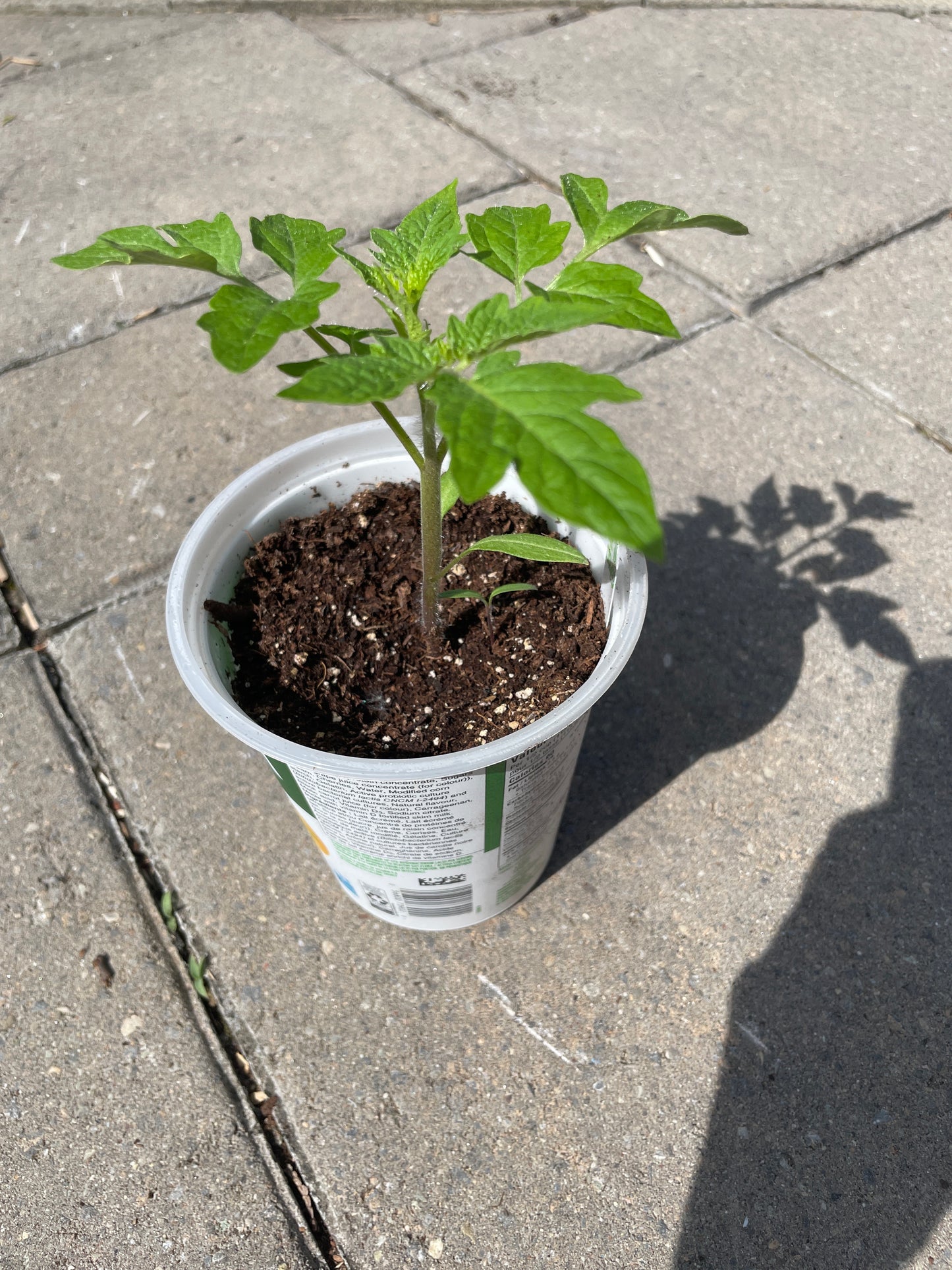 Tomate - plant