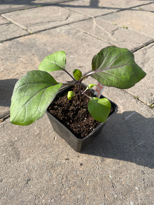 Aubergine - plant
