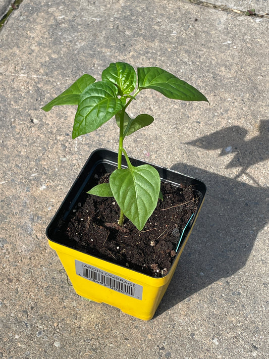 Poivron - plant